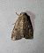 Apterogenum ypsillon 