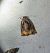 Archips podana 
