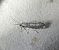 Yponomeuta sedella 