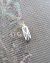 Adelphocoris lineolatus 