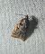 Acleris umbrana 