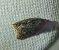 Acleris umbrana 