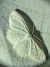 Scopula subpunctaria 