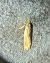 Crassa unitella 