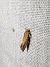 Crassa unitella 