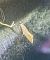 Crassa unitella 