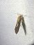 Crassa unitella 