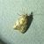 Sparganothis pilleriana 
