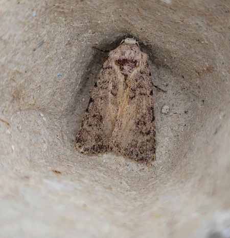 Caradrina sp.  - Thomas Lux