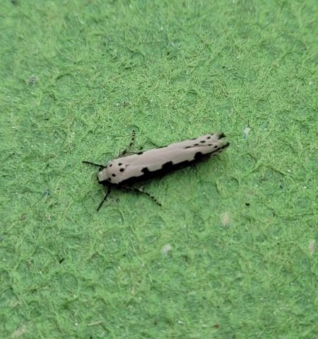Ethmia bipunctella  - Thomas Lux