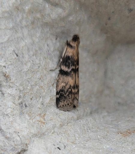 Euzophera pinguis  - Thomas Lux