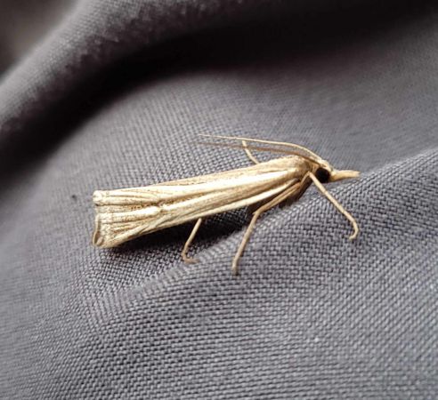 Ancylolomia tentaculella  - Thomas Lux