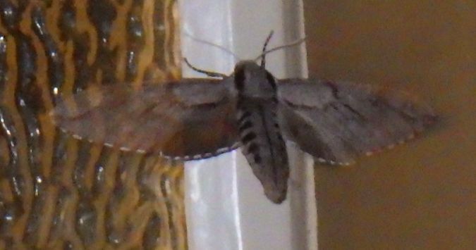 Hyloicus pinastri  - Christian Rust