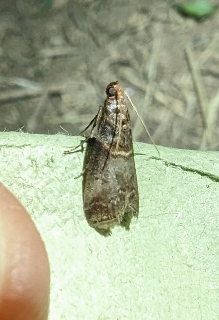 Acrobasis advenella 