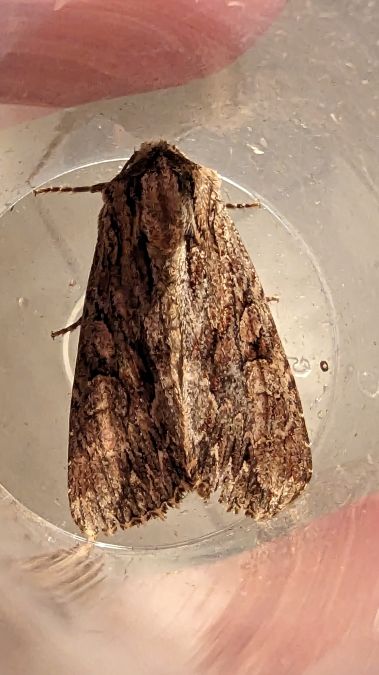 Apamea monoglypha 