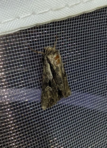 Actinotia hyperici 