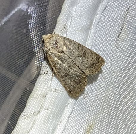Caradrina morpheus 