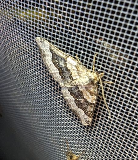 Epirrhoe galiata 