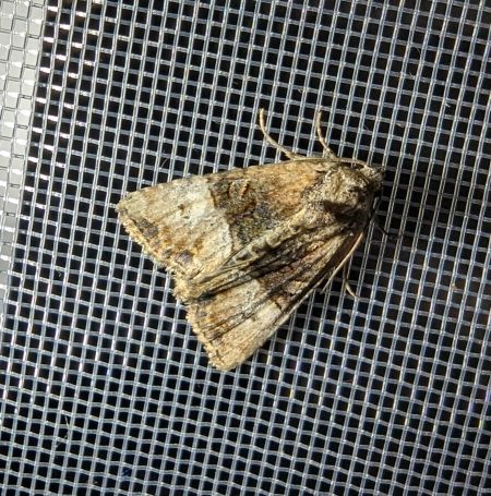 Mesoligia furuncula 