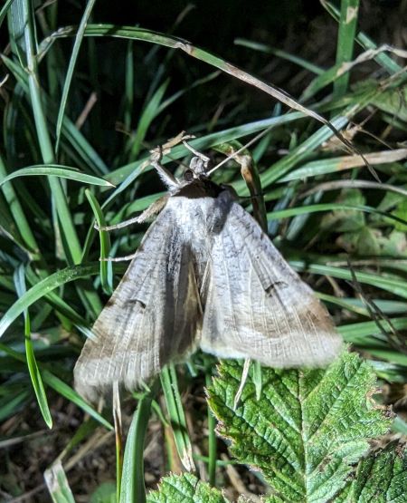 Lygephila craccae 