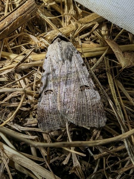 Lygephila craccae 