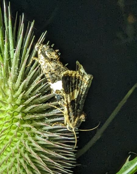 Noctuelle en deuil 
