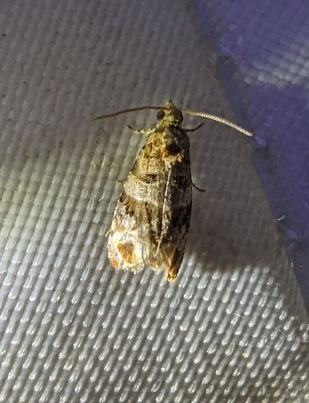 Lobesia sp. 