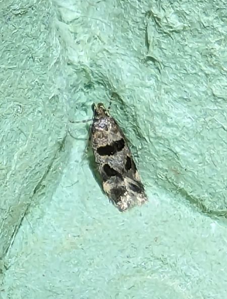 Mirificarma maculatella 