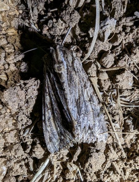 Apamea monoglypha 