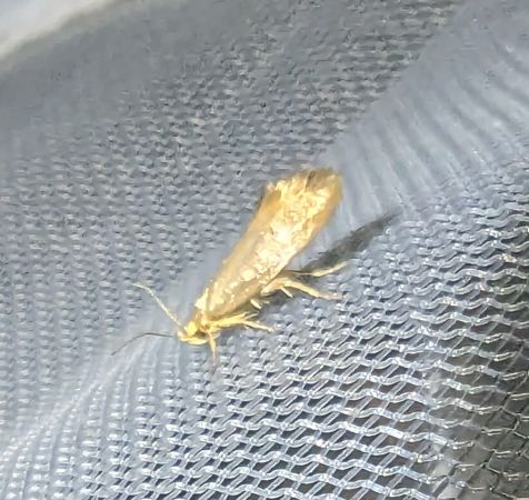 Crassa unitella 