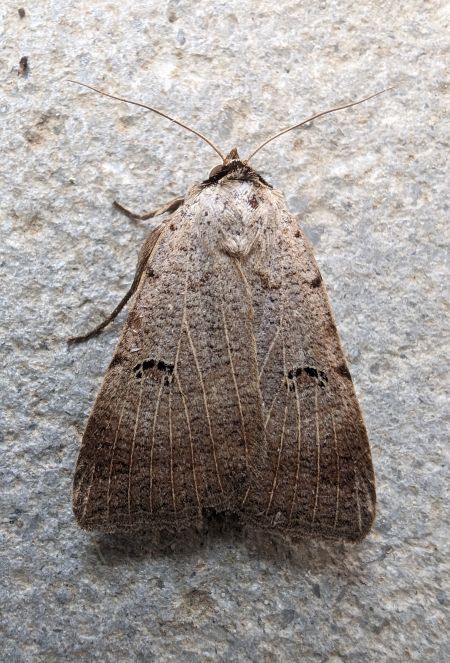 Lygephila craccae 