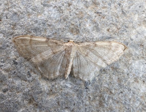 Idaea fuscovenosa 
