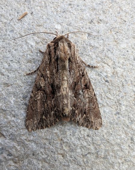 Apamea monoglypha 