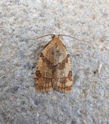 Sparganothis pilleriana 