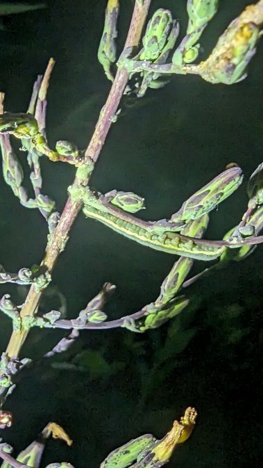 Hecatera dysodea 