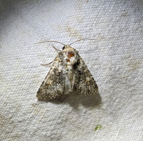 Hecatera bicolorata 