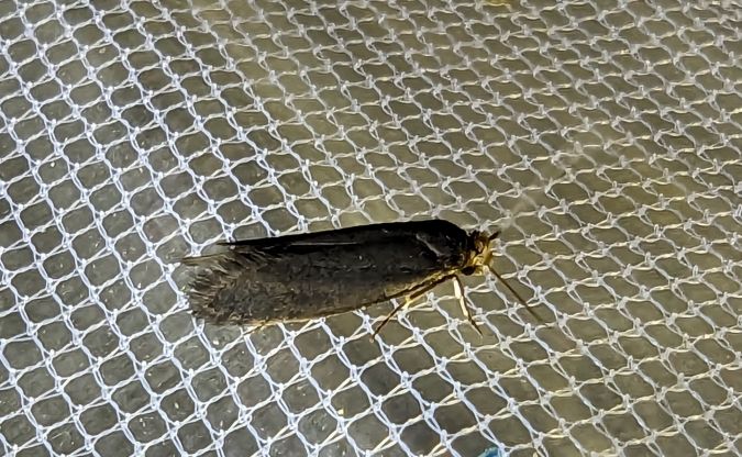 Cephimallota crassiflavella 