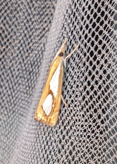 Catoptria pinella 