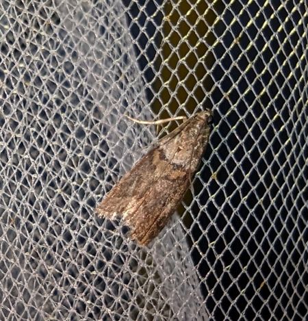 Phycita roborella 