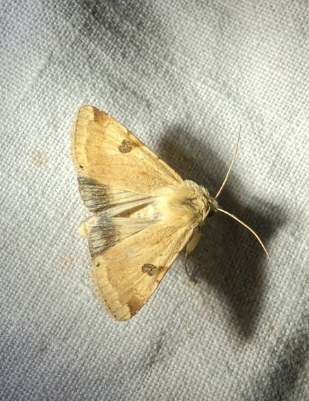 Heliothis peltigera 