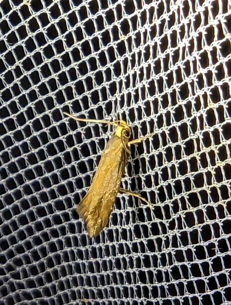 Crassa unitella 