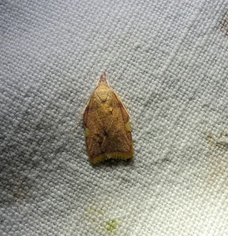 Carcina quercana 