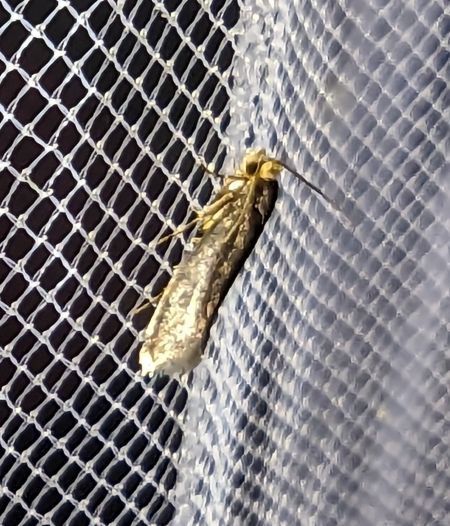 Cephimallota crassiflavella 