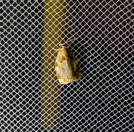 Archips crataegana 