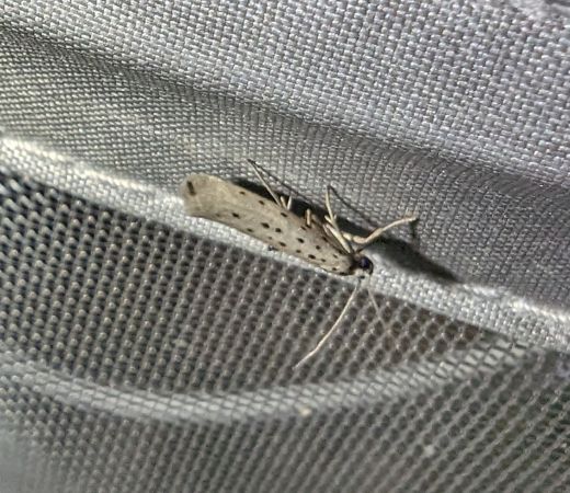 Yponomeuta sedella 