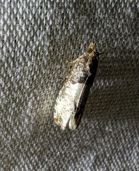 Notocelia cynosbatella 