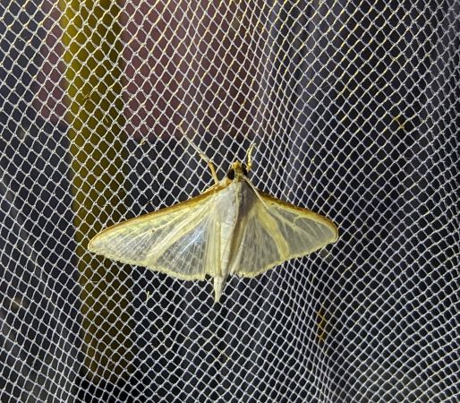 Palpita vitrealis 