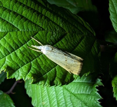 Xanthocrambus saxonellus 