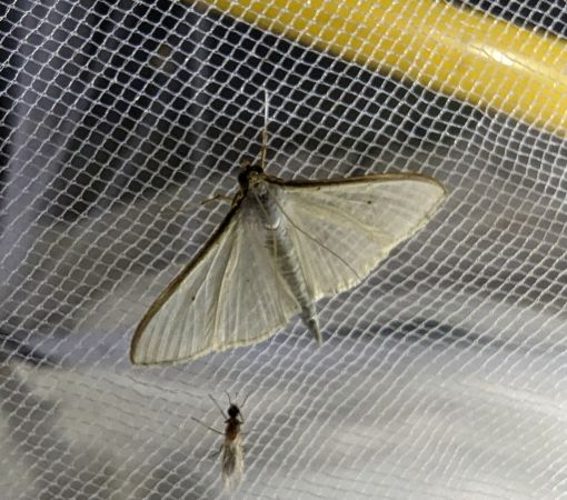 Palpita vitrealis 