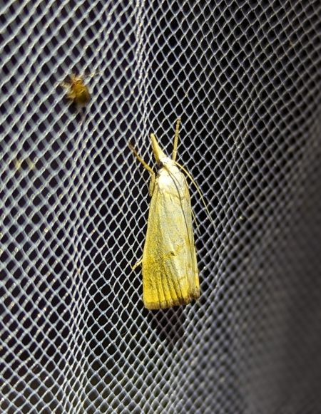 Xanthocrambus saxonellus 